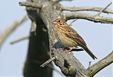 Vesper Sparrow