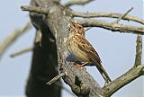 Vesper Sparrow