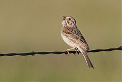 Vesper Sparrow