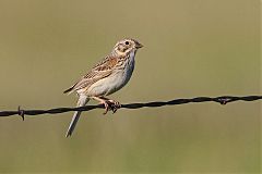 Vesper Sparrow