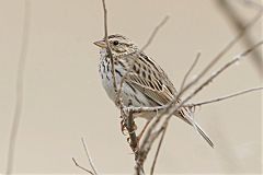 Vesper Sparrow