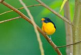 Violaceous Euphonia