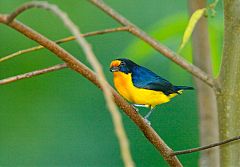 Violaceous Euphonia