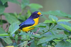 Violaceous Euphonia