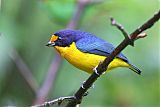 Violaceous Euphonia