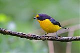 Violaceous Euphonia