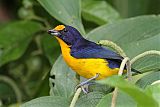 Violaceous Euphoniaborder=