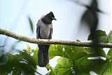 Violaceous Jay