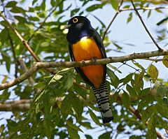 Gartered Trogon