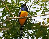 Gartered Trogon