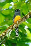 Guianan Trogon