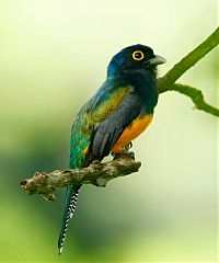 Guianan Trogon