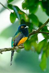 Guianan Trogon