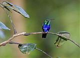 Violet-bellied Hummingbirdborder=