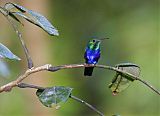 Violet-bellied Hummingbird