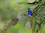 Violet-bellied Hummingbird