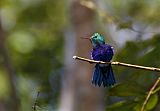 Violet-bellied Hummingbird