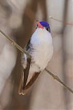 Violet-crowned Hummingbird