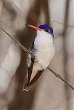 Violet-crowned Hummingbird