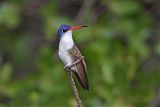 Violet-crowned Hummingbirdborder=