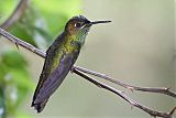 Violet-fronted Brilliant