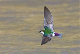 Violet-green Swallowborder=