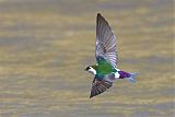 Violet-green Swallow