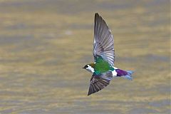 Violet-green Swallow