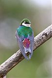 Violet-green Swallow