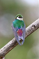 Violet-green Swallow