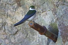 Violet-green Swallow