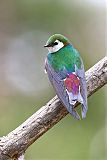 Violet-green Swallow