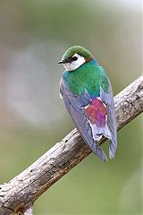 Violet-green Swallow