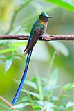 Violet-tailed Sylphborder=