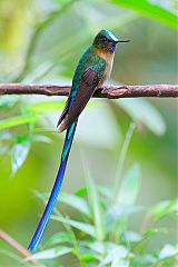 Violet-tailed Sylph