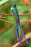 Violet-tailed Sylph