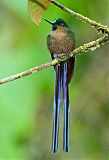 Violet-tailed Sylphborder=