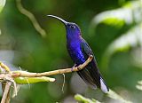 Violet Sabrewing