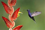 Violet Sabrewing