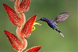 Violet Sabrewing