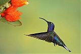 Violet Sabrewing