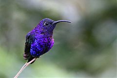 Violet Sabrewing