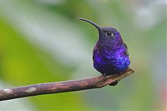 Violet Sabrewing