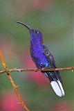 Violet Sabrewing