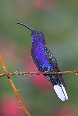 Violet Sabrewing