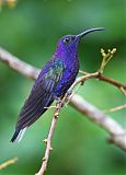 Violet Sabrewing