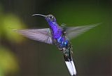 Violet Sabrewing