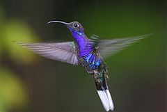 Violet Sabrewing