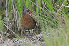 Virginia Rail