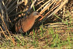 Virginia Rail